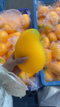 Jumbo Mango